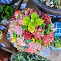 クリスマスツリー,可愛い♥️,大好き♥️,多肉ばぁ～の画像