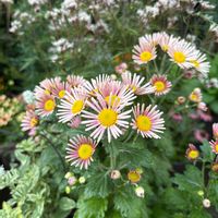 ベロニカ,アルテルナンテラ,ハニーサックル,ロニセラ ゴールデン ハニーサックル,ベロニカシャーロッテの画像