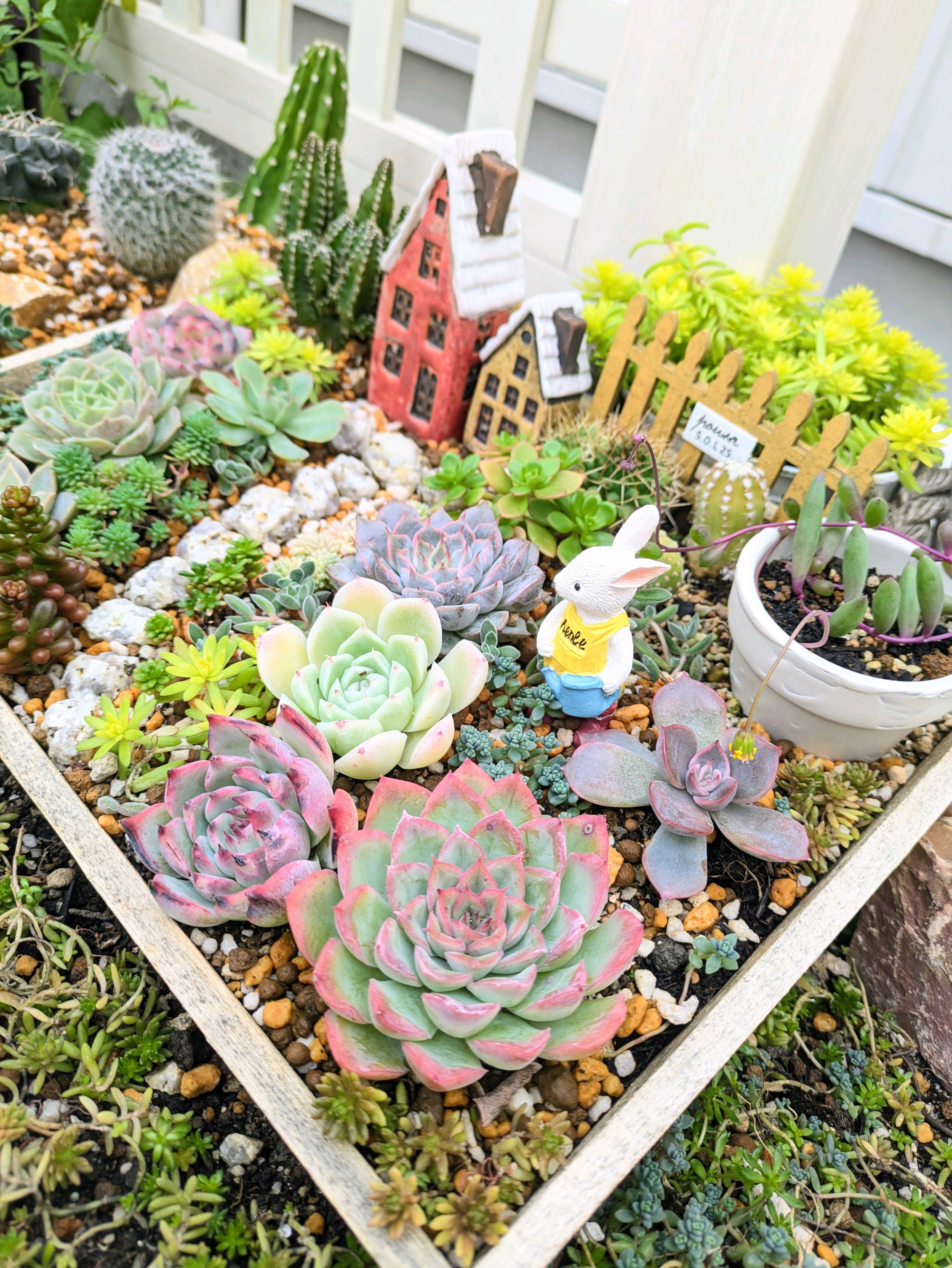 目線を下げると、そこは小さな世界！多肉いっぱいの箱庭を覗いてみよう