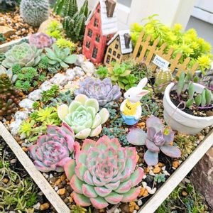 サボテン,多肉植物,紅葉する多肉,多肉箱庭,多肉植物とサボテンの画像