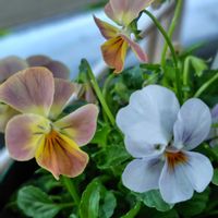 ビオラ,ビオラ,ゲブラ　オリジナルmix,ゲブラ　オリジナルmix,ゲブラ　オリジナルmixの画像