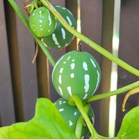 オキナワスズメウリ,外出先にての画像