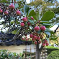 マツ,マツ,モミジ,モッコク,モッコク科の画像