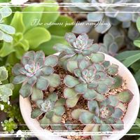 多肉植物,エケベリア属,多肉大好き,謎ベリア,放置栽培の画像