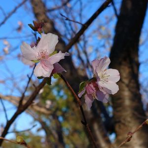 サクラ　アーコレード,サクラ　アーコレード,植物園,スマホ撮影,おでかけ先の画像