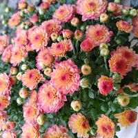 アカシア,フェイジョア,ガーデンマム ジジ,11月,佐賀バルーンフェスタの画像