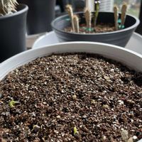 ペラルゴニウム,パキポディウム,アガベ,パキポディウム・グラキリス,オペルクリカリア・パキプスの画像