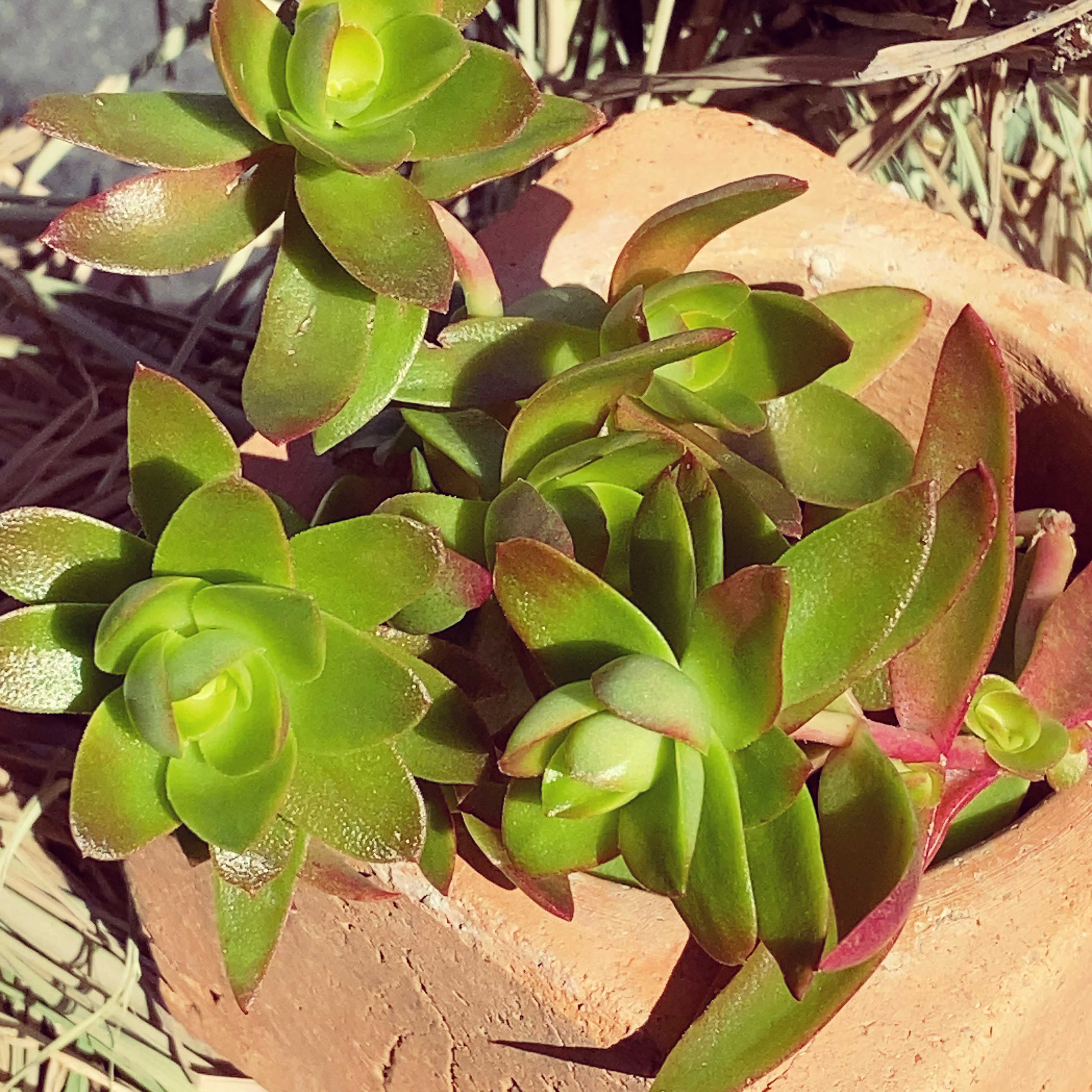 赤と緑のグラデーションが美しい！多肉植物の「夕映え」とは