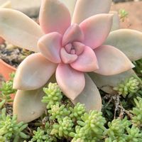 淡雪,ミルキーウェイ,多肉植物,セダム属,多肉植物の紅葉の画像