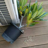 プルメリア,パキポディウム・グラキリス,恵比寿笑い,恵比寿笑い,パキポディウム属の画像