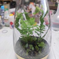 ガラスの花瓶の画像