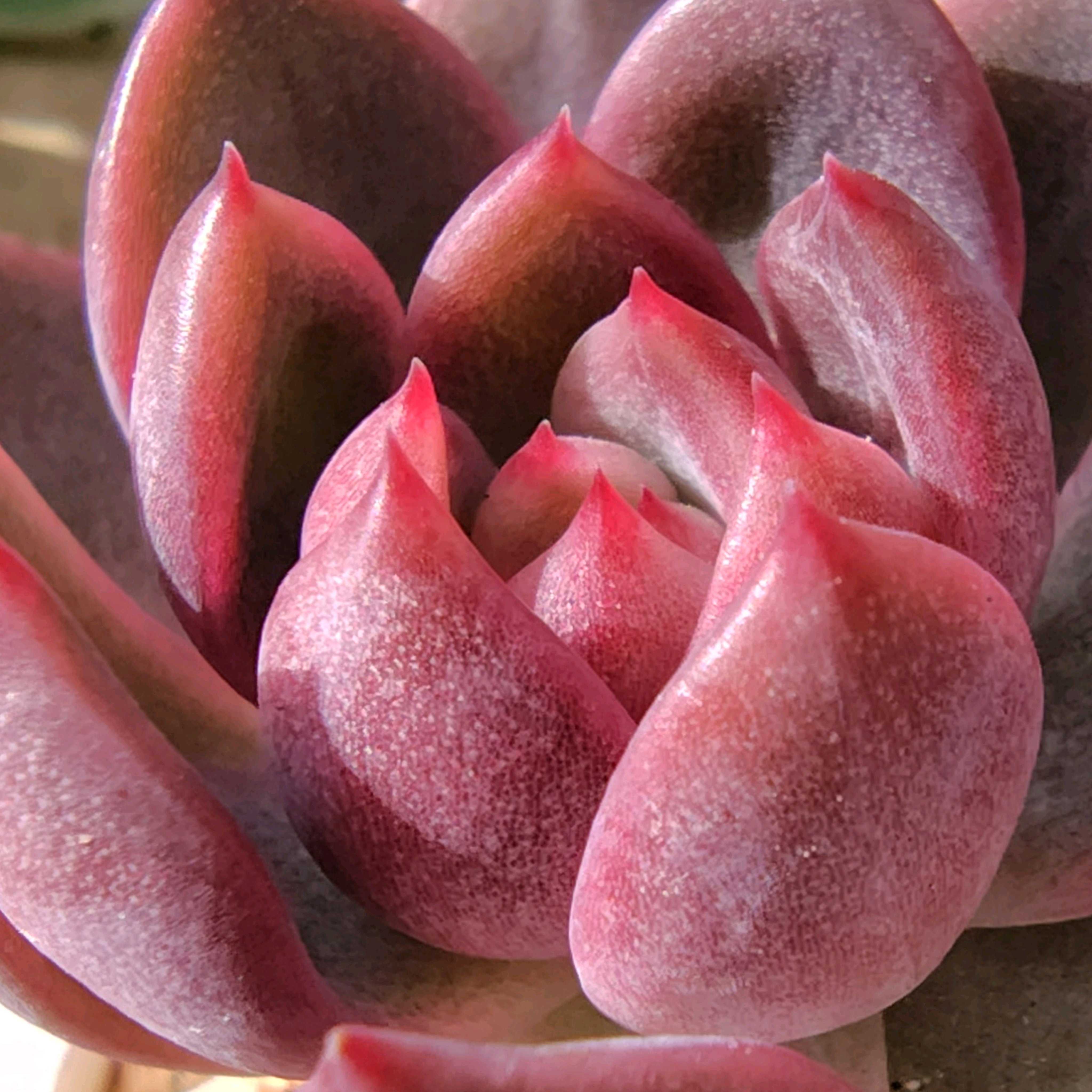 赤と緑のグラデーションが美しい！多肉植物の「夕映え」とは