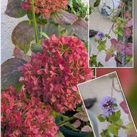 ハナニラ,クワズイモ,ビオラ,ノリウツギ,ウオーターミントの画像