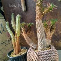 白樺キリン,ソテツキリン,名無しさん,蛾眉山,ユーフォルビアの画像