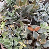 カランコエ,月兎耳,仙女の舞,葉を楽しむ植物の画像