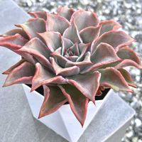 エケベリア,マディバ,植え替え,多肉のある暮らし,多肉の土の画像