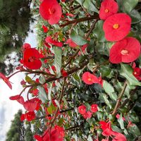 ハナキリンの画像