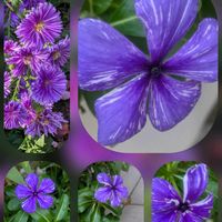 シュウメイギク,シュウメイギク,ニチニチソウ,ベニバナトキワマンサク,イタリアンアスターの画像