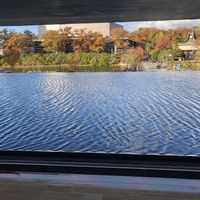 サルビア,ダリア,ダリア,ノボタン,ハツユキカズラの画像