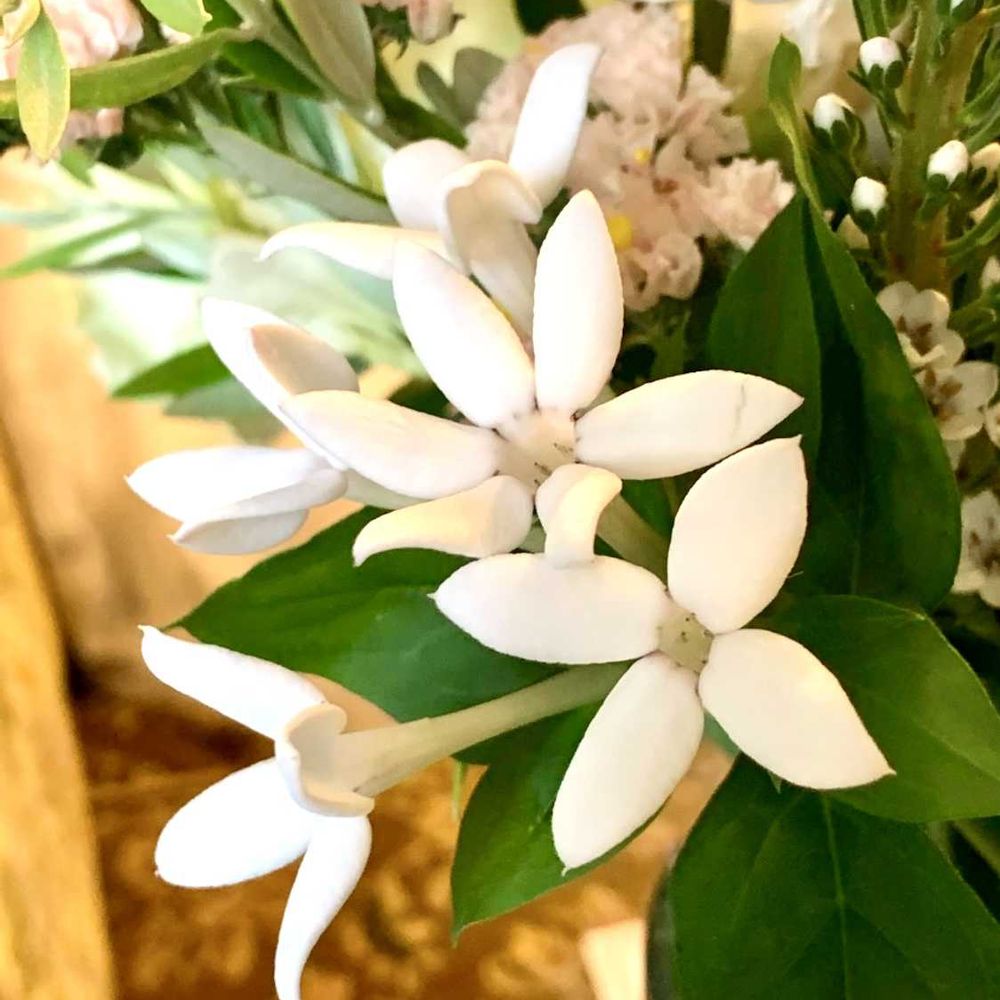 シゲルさんの横浜山手西洋館群への投稿