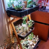 アガベ,パキポディウム・グラキリス,パキポディウム マカイエンセ,ボンバックス,アガベ・キュービックの画像