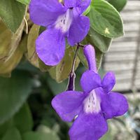 ストレプトカーパス,紫色の花,自然って美しい,庭の画像