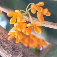 キンモクセイ,ギンモクセイ,和歌山城,イイ香り見つけ隊の画像