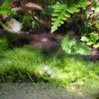 ホソバオキナゴケ,ホソバオキナゴケ,苔テラリウム,散策中にの画像