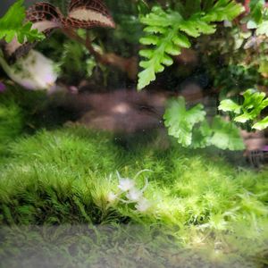 ホソバオキナゴケ,ホソバオキナゴケ,苔テラリウム,散策中にの画像