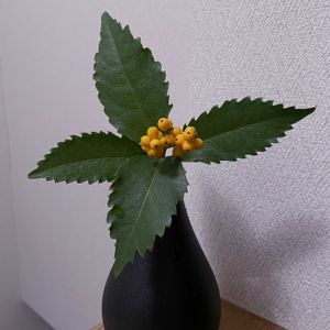 センリョウ,一輪挿し,iPhone撮影,asingleflowervase,階段/廊下の画像