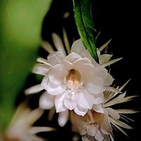 クジャクサボテン,クジャクサボテン,ゲッカビジン,サボテン,シャコバサボテンの画像