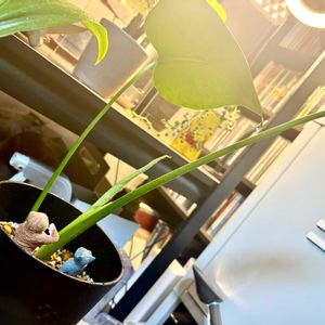 モンステラ,ガチャガチャ,成長記録,成長中,モンステラ属の画像