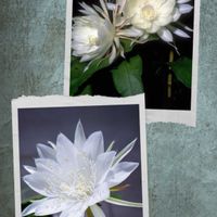 クジャクサボテン,クジャクサボテン,ゲッカビジン,ゲッカビジン,月下美人の画像