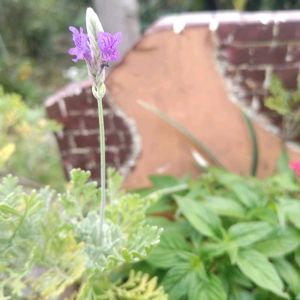 レースラベンダー,挿し穂ユーフォルビア,放置栽培,私の癒し,お花のある暮らしの画像