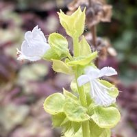 ローズマリー,スイートバジル,カラミンサ,トキワハゼ,小さな花々の画像