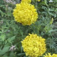 フジバカマ,マリー・ゴールド　アフリカン,マリー・ゴールド　アフリカン,マリー・ゴールド　アフリカン,マリー・ゴールド　アフリカンの画像