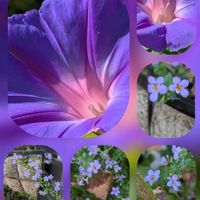 キク,バコパ,リーガースベゴニア,リーガスベゴニア,ノアサガオの画像