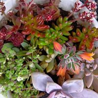 火祭り,虹の玉,ハムシー,多肉寄せ植え,GSのみなさんに感謝♡の画像