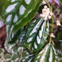 ソテツ,ピレア,パキポディウム・グラキリス,ステファニア・エレクタ,植中毒の画像