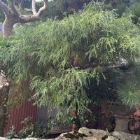 イヌマキの画像