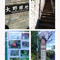 クマザサ,サラシナショウマ,シュウメイギク,センリョウ,ニシキギの画像