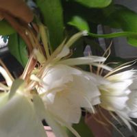 レモン,レモン,月下美人,月下美人,クジャクソウ、孔雀アスターの画像