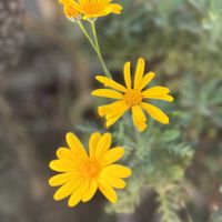 ユリオプスデージーの画像