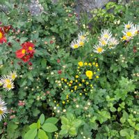 キク,キク,キク,キク,キクの画像