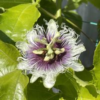 パッションフルーツ,パッションフルーツ,緑のカーテン,11月,庭の画像