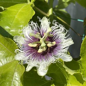 パッションフルーツ,パッションフルーツ,緑のカーテン,11月,庭の画像