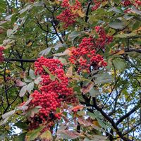 ススキ,ナナカマド,紅葉,ウリハダカエデ,ナナカマドの赤い実の画像