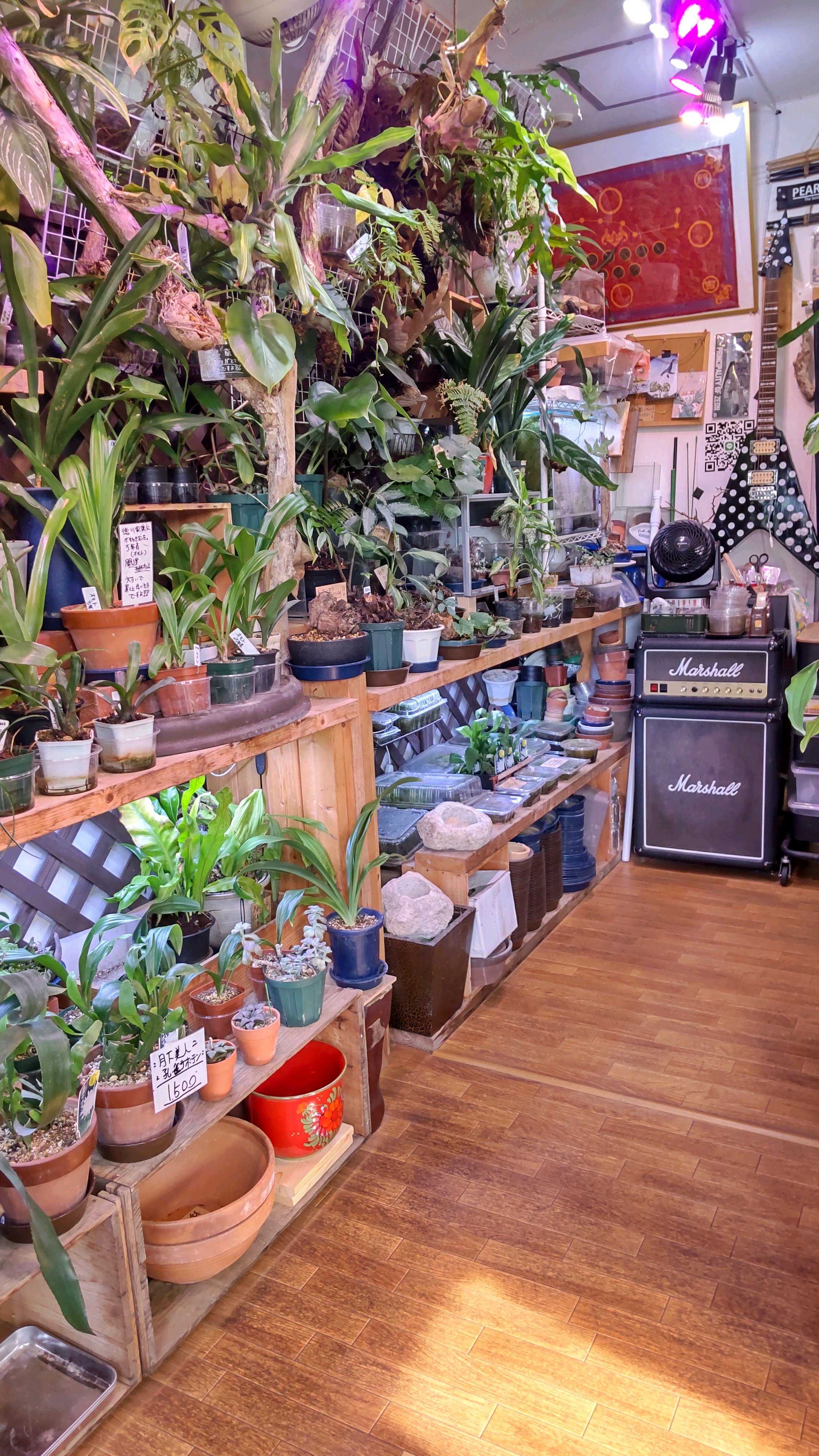 板付　観葉植物♪ 親株サイズの完成株♫〖ビカクシダ・コロナリウム〗 板付 観葉植物♪ 親株サイズの完成株♫〖ビカクシダ