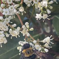 サンゴジュ,山野草,樹木,里山,クマバチの画像