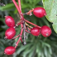 サンゴジュ,山野草,樹木,里山,庭木・花木の画像